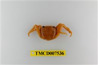 藏品(白紋方蟹)的圖片